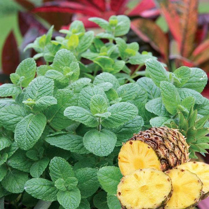 Praktyczne stosowanie mięty w diecie młodych mam