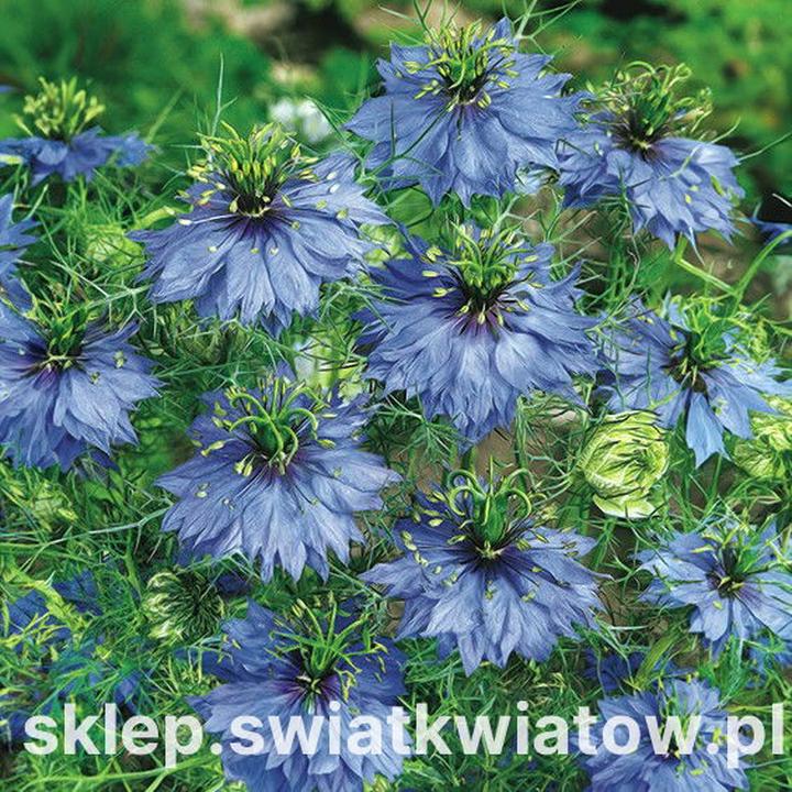 Wpływ czarnuszki na rozwój płodu