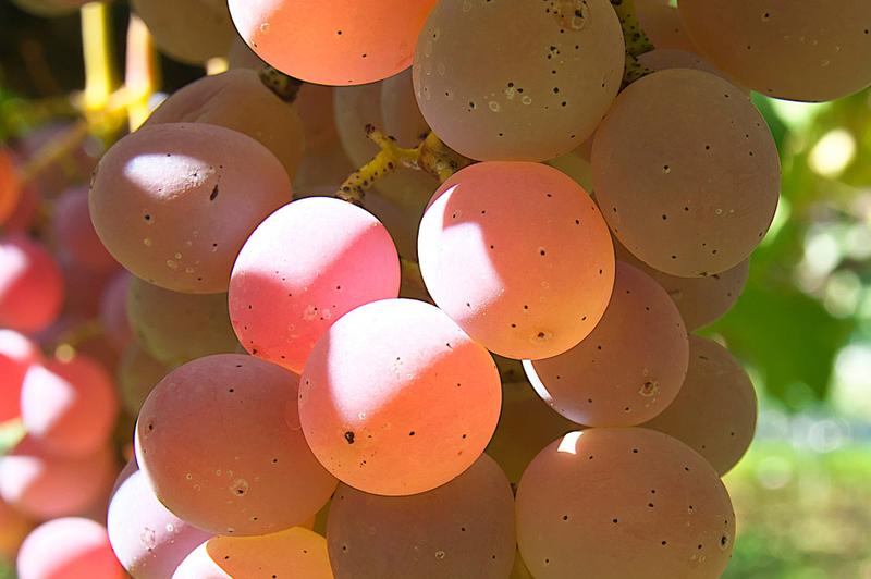 Zalety winogron podczas laktacji