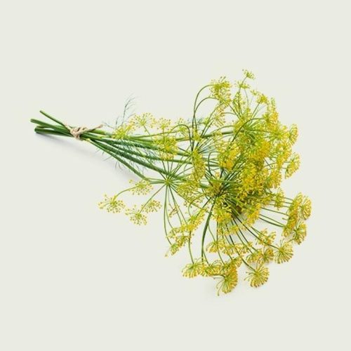 Koper włoski w ciąży – czy zdrowa herbata z koperku to dobry wybór?